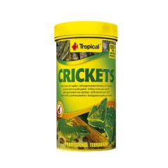 Tropical Crickets - suszone świerszcze