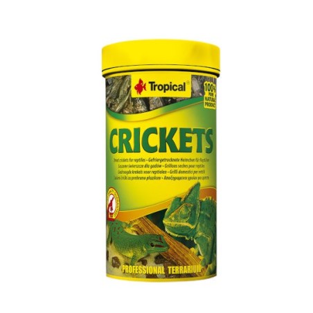 Tropical Crickets - suszone świerszcze