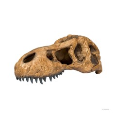 Exo-Terra Czaszka T-Rexa Dinozaura T-Rex Skull (PT2859)