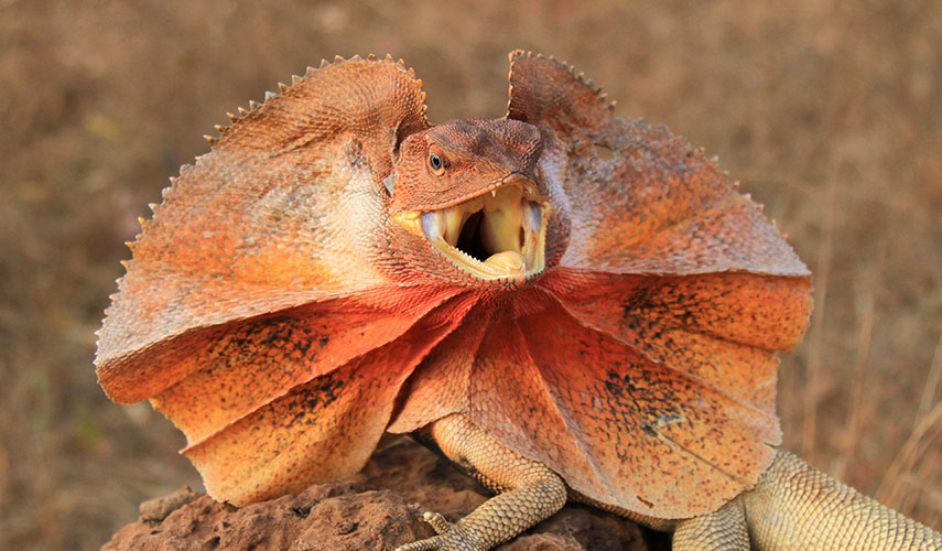 Agama kołnierzasta