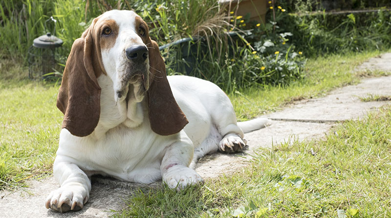 Basset hound