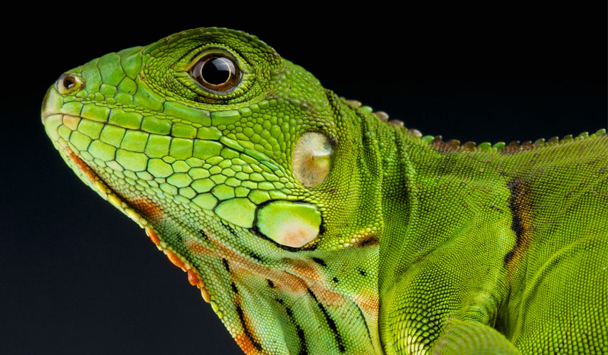 Iguana iguana – Legwan zielony