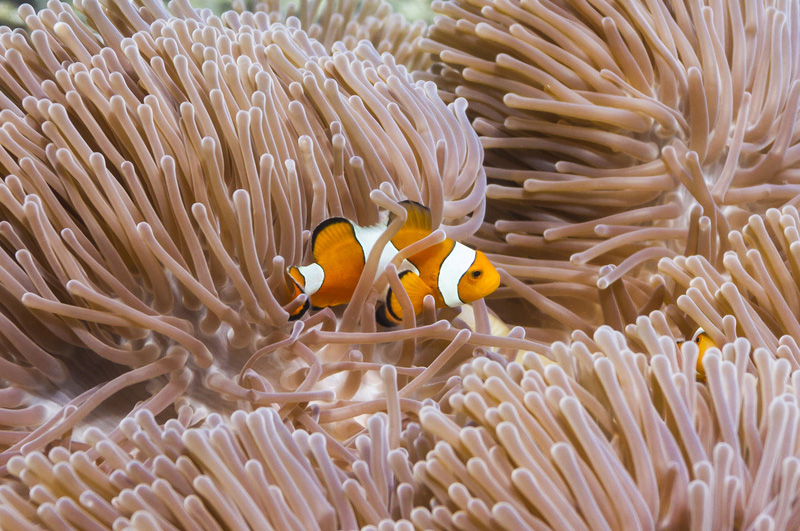 Błazenek okoniowy - Amphiprion ocellaris