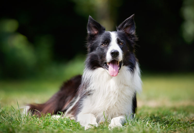 Border Collie