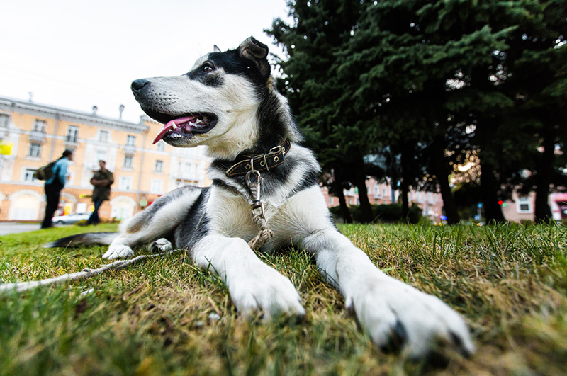 Koprofagia u psów