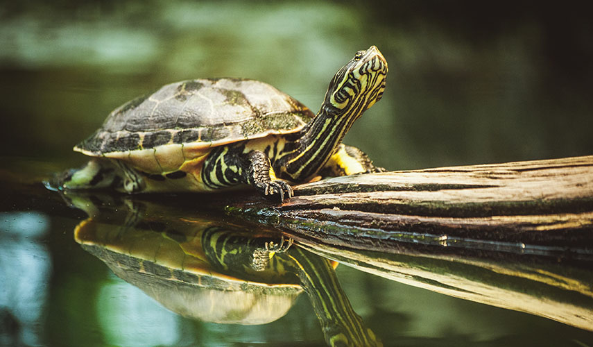 Pokarm dla żółwi wodno-lądowych Tropical Biorept Supreme