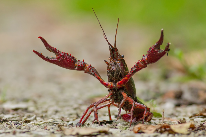 Rak luizjański (Procambarus clarkii)