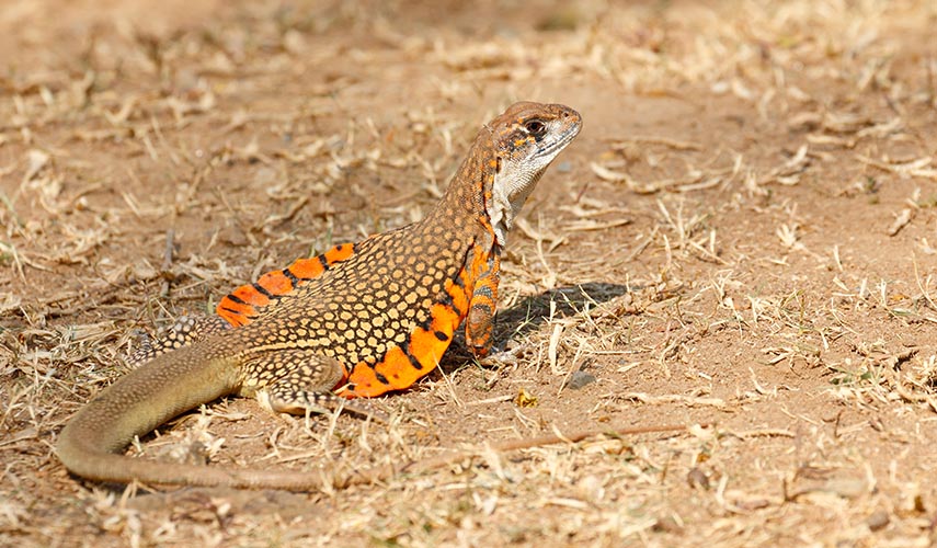 Leiolepis belliana – agama motylowa